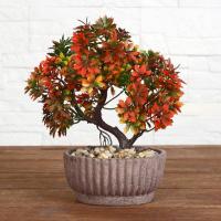 Бонсай в горшке "Ликвидамбар" 12х21 см, микс 5372598