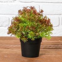 Бонсай "Укроп" 15*19 см, микс 4293939