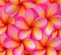 Б1-154 Франгипани 300*270  ФОТОПАННО Divino  Decor (Россия)Акция***