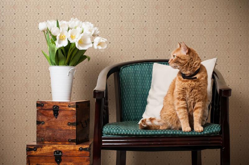 Коллекция "Звезды" VERNISSAGE