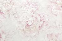 PL71981-22 (6) Обои 10 ВВ ГТ ФО Палитра