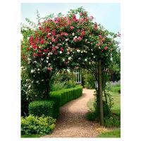 В1-007 Дорожка под аркой  200х270 см ФОТОПАННО Divino Decor (Россия) АКЦИЯ ***